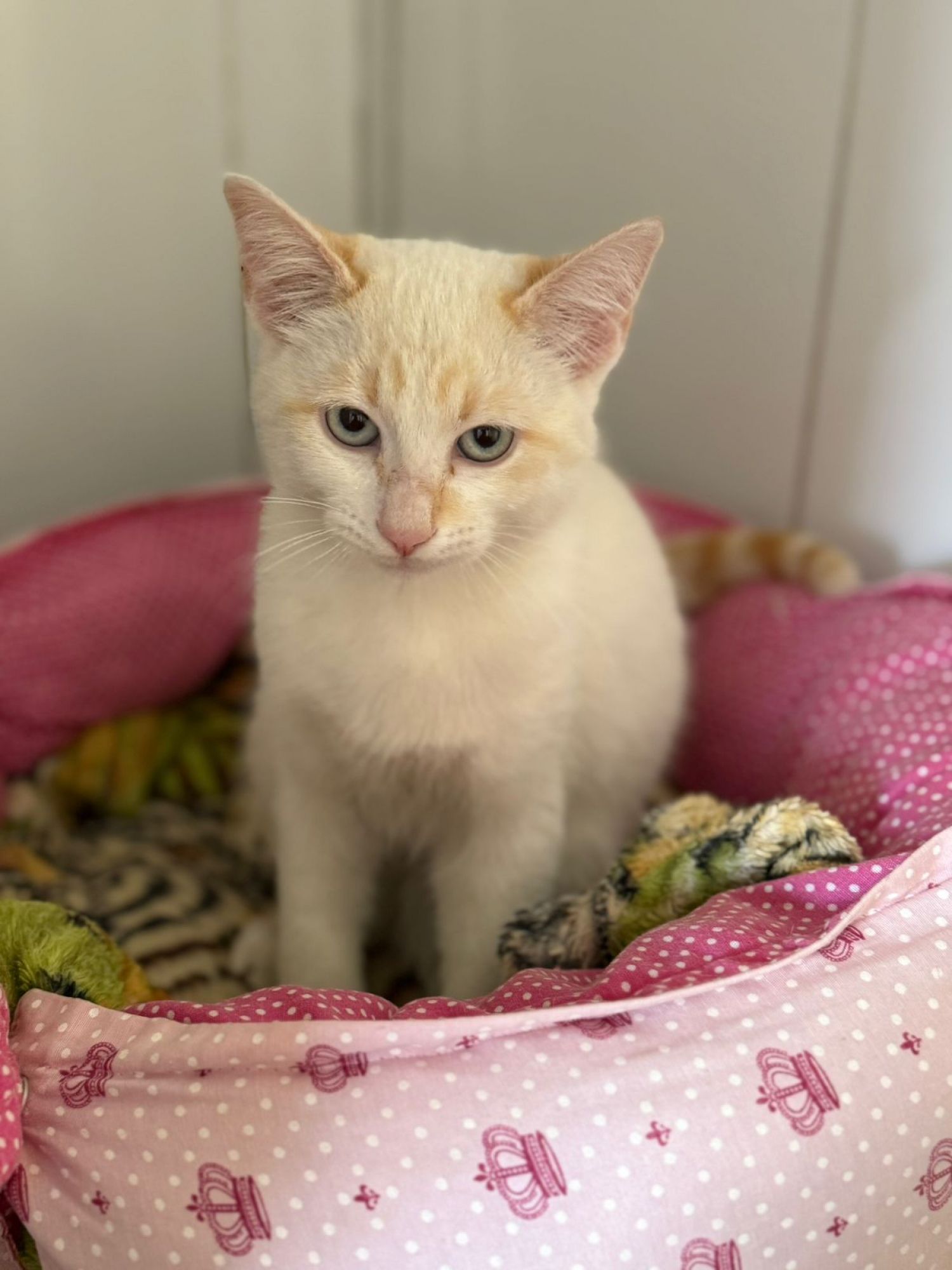 Cinco cães e dois gatos estão à espera de um novo lar no Tivoli Shopping