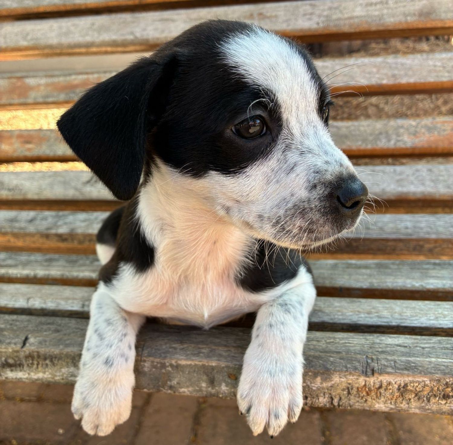 Tivoli promove mais uma edição do Adote um Pet nesta quarta-feira