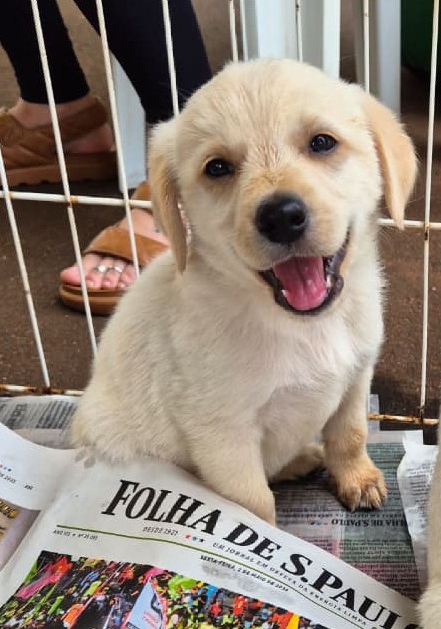 Três filhotes estão disponíveis para adoção no ‘Adote um Pet’ do Tivoli