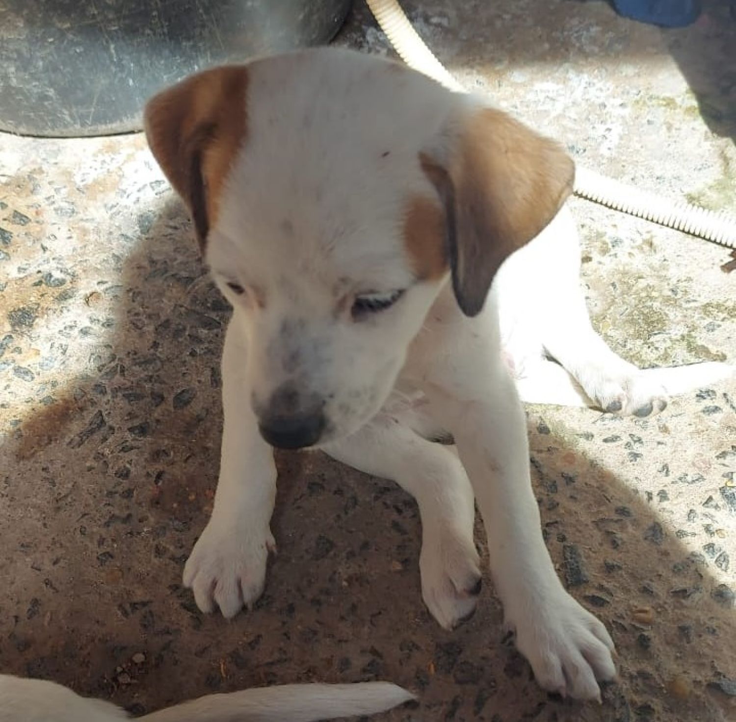 Três cães e dois gatos estão à espera de um novo lar no Tivoli