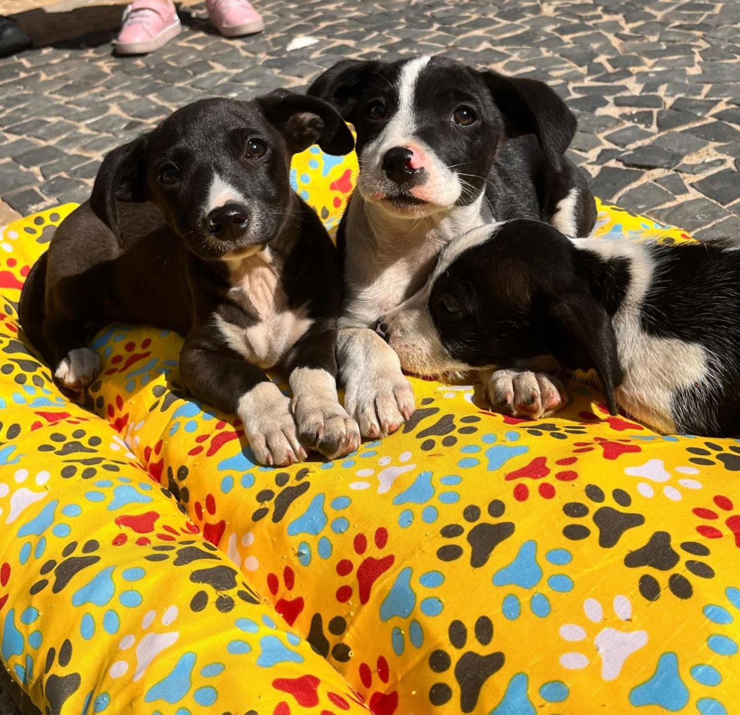 Adote um Pet tem nova edição nesta quarta-feira no Tivoli com 3 pets disponíveis para adoção