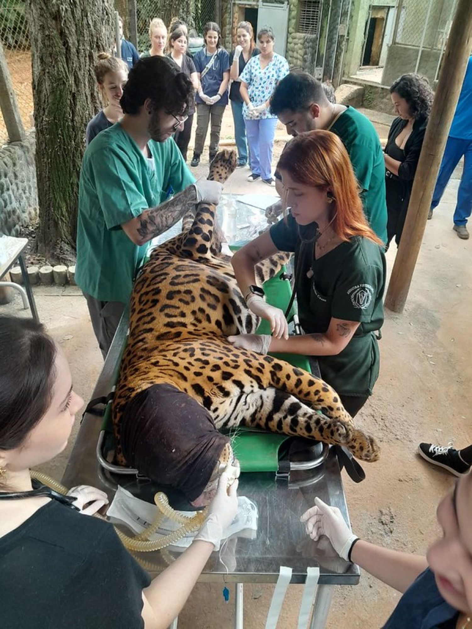 Parque Ecológico avalia quadro clínico de onça-pintada
