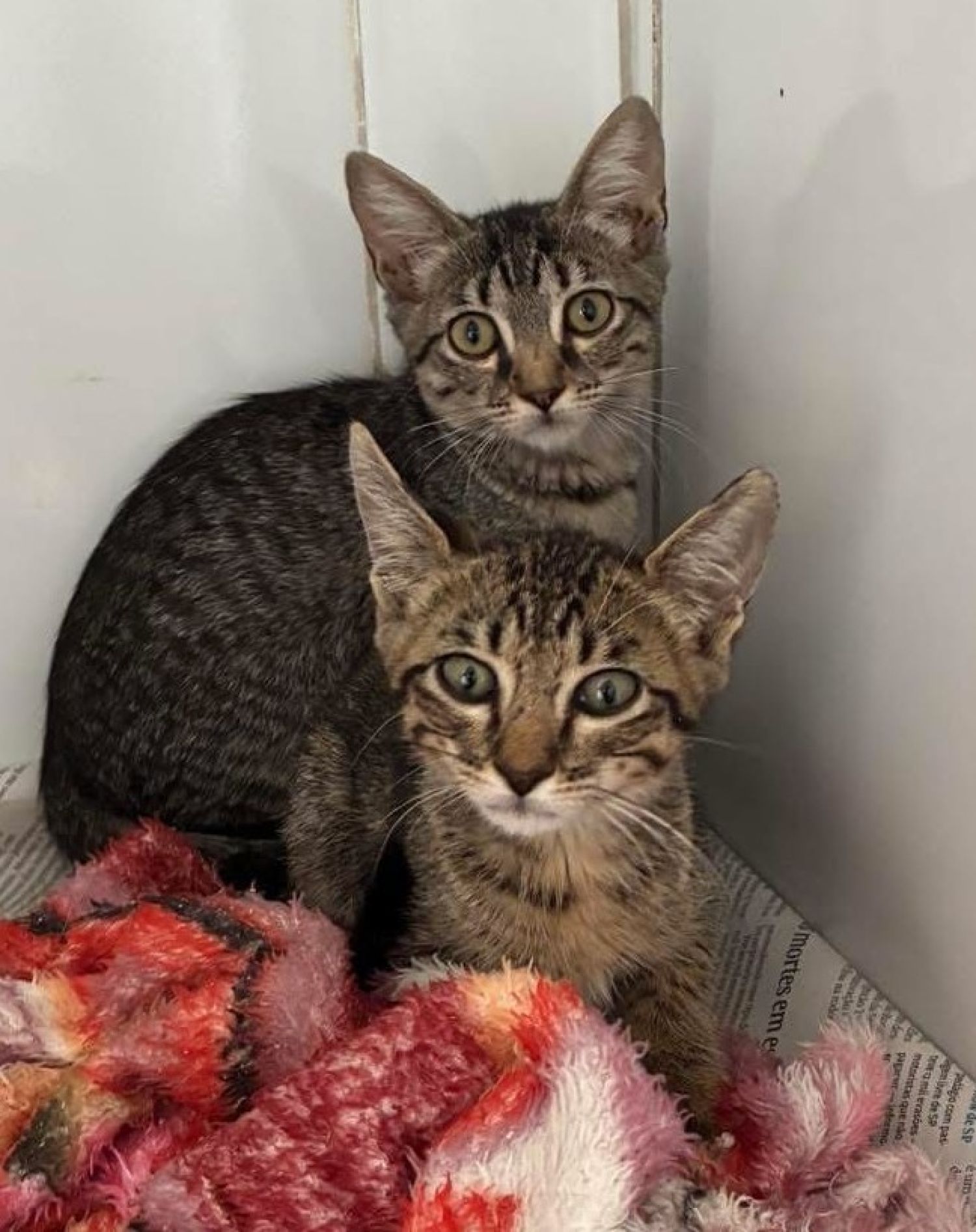 Último sábado de janeiro tem nova edição do Adote um Pet no Tivoli