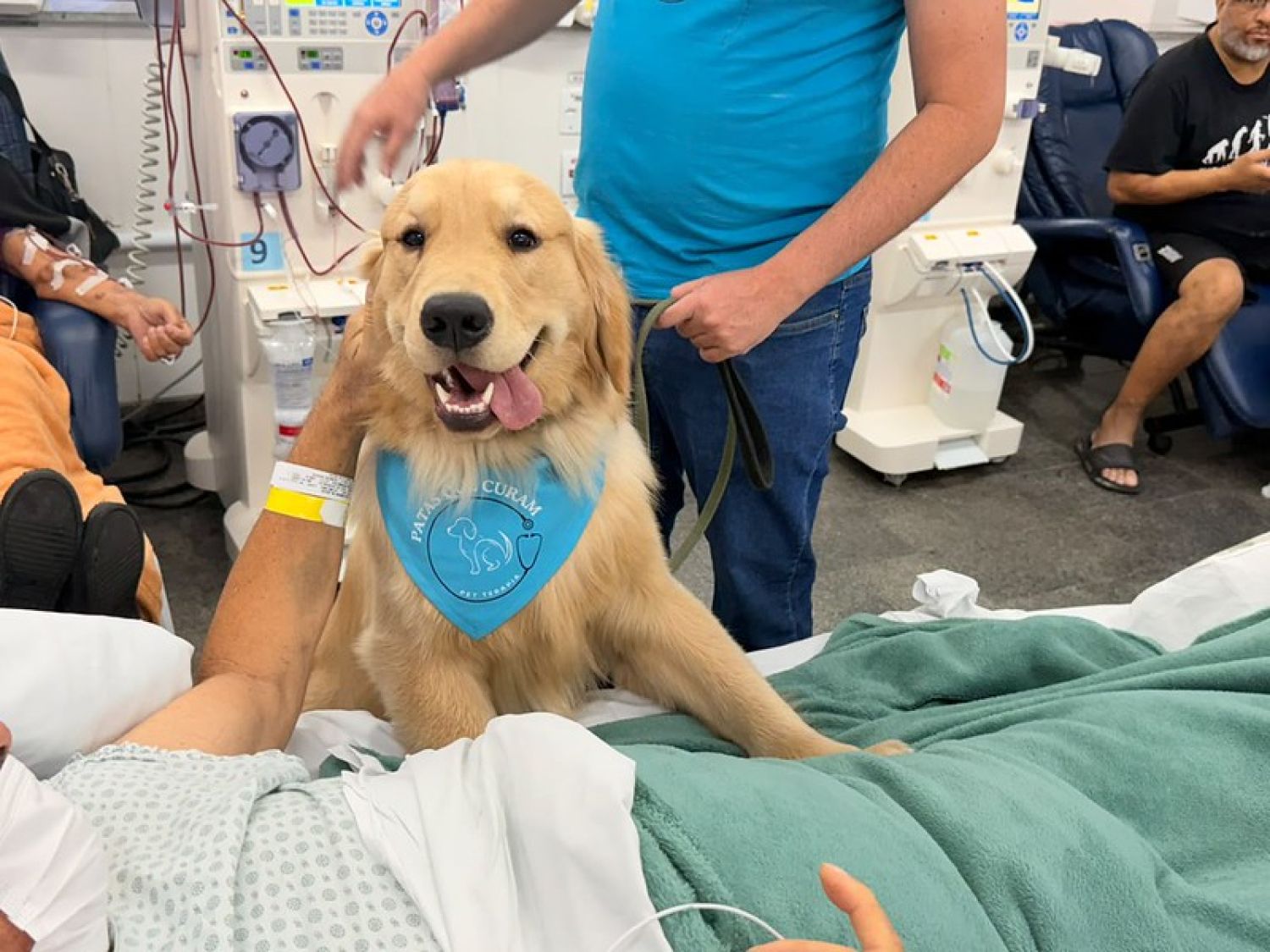 Cães terapeutas levam acolhimento e bem-estar a pacientes no HM e na Unacon