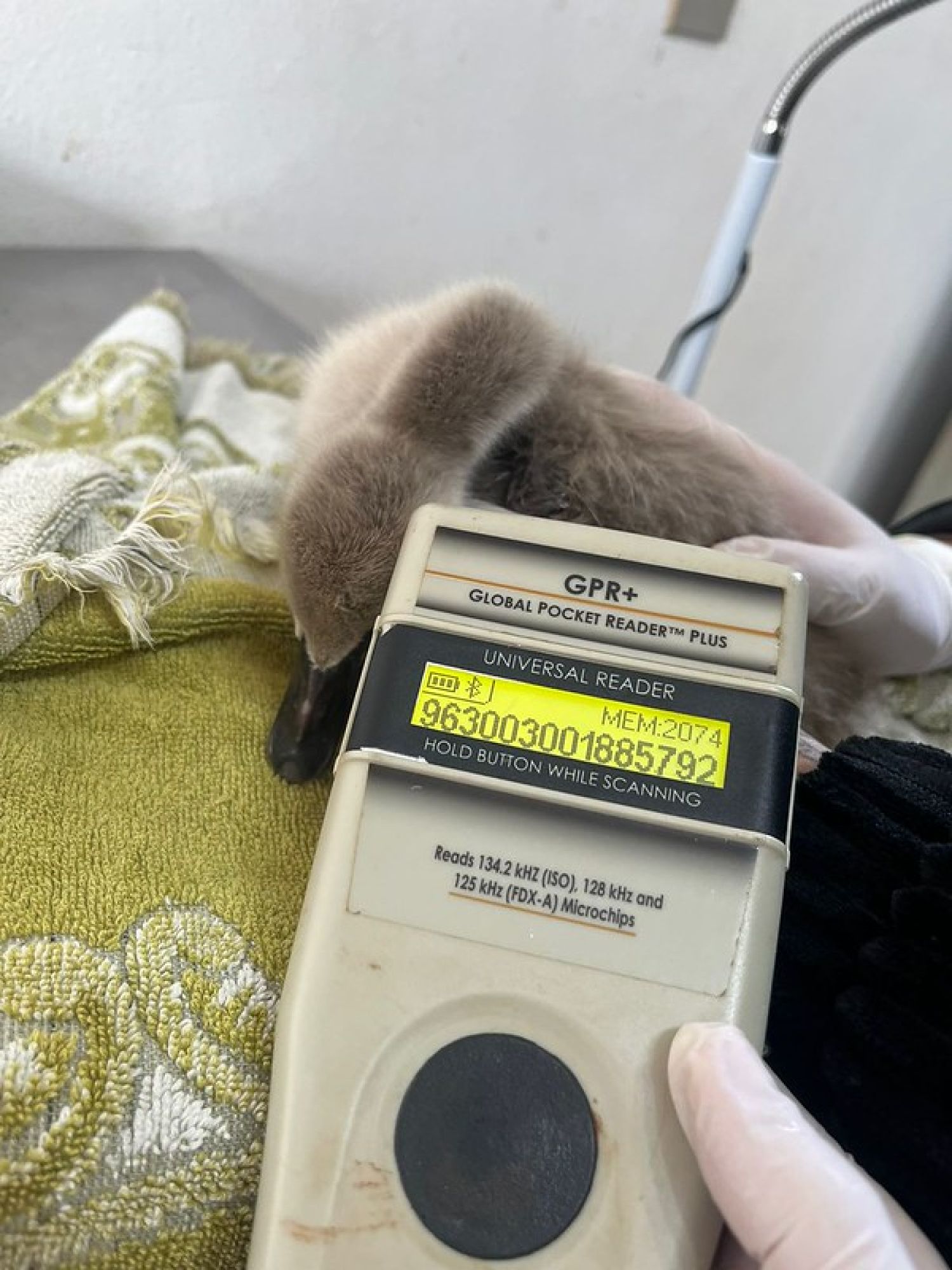 Parque Ecológico de Americana realiza avaliação e implantação de microchip em filhotes de cisne-negro
