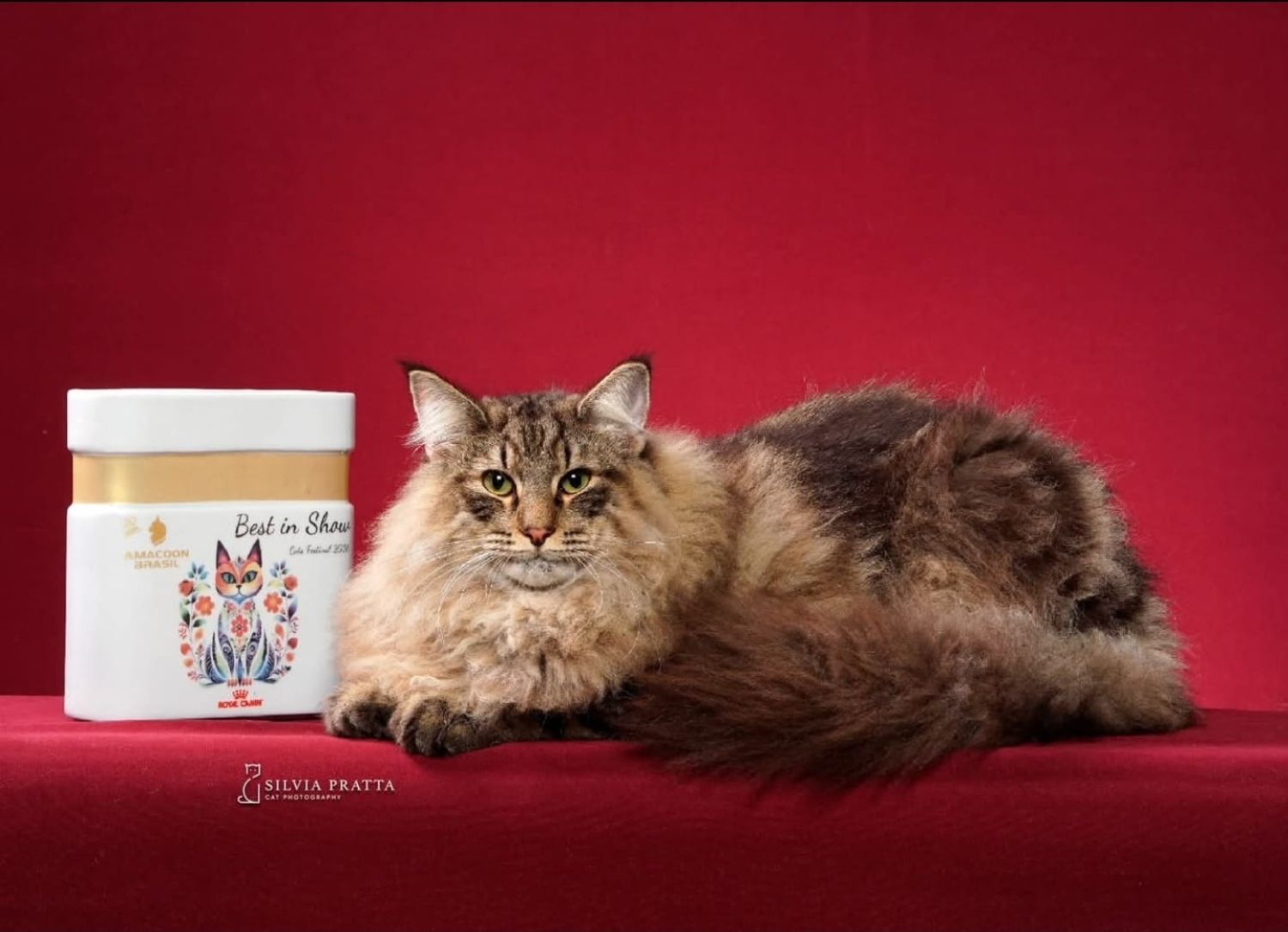 1ª Mostra de Gatos de Raças acontece neste sábado no Tivoli