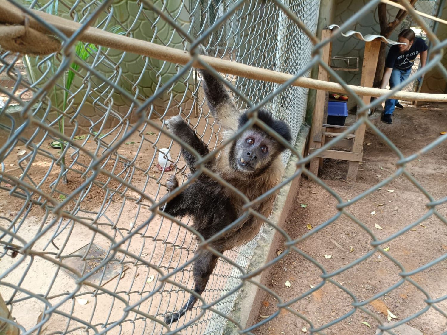 Guarda Municipal resgata macaco-prego ferido no Jd da Mata e encaminha animal para centro de triagem