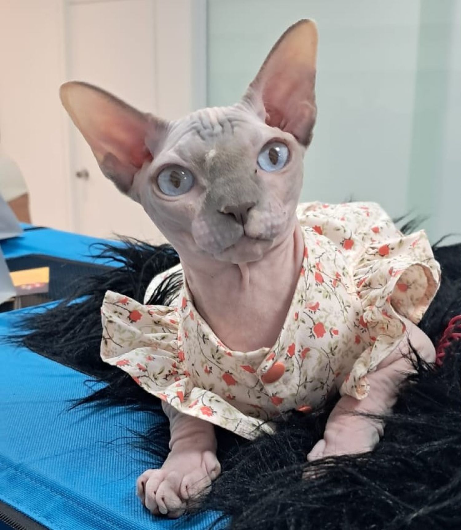 Tivoli Shopping recebe 2º Encontro de Gatos Exóticos neste sábado