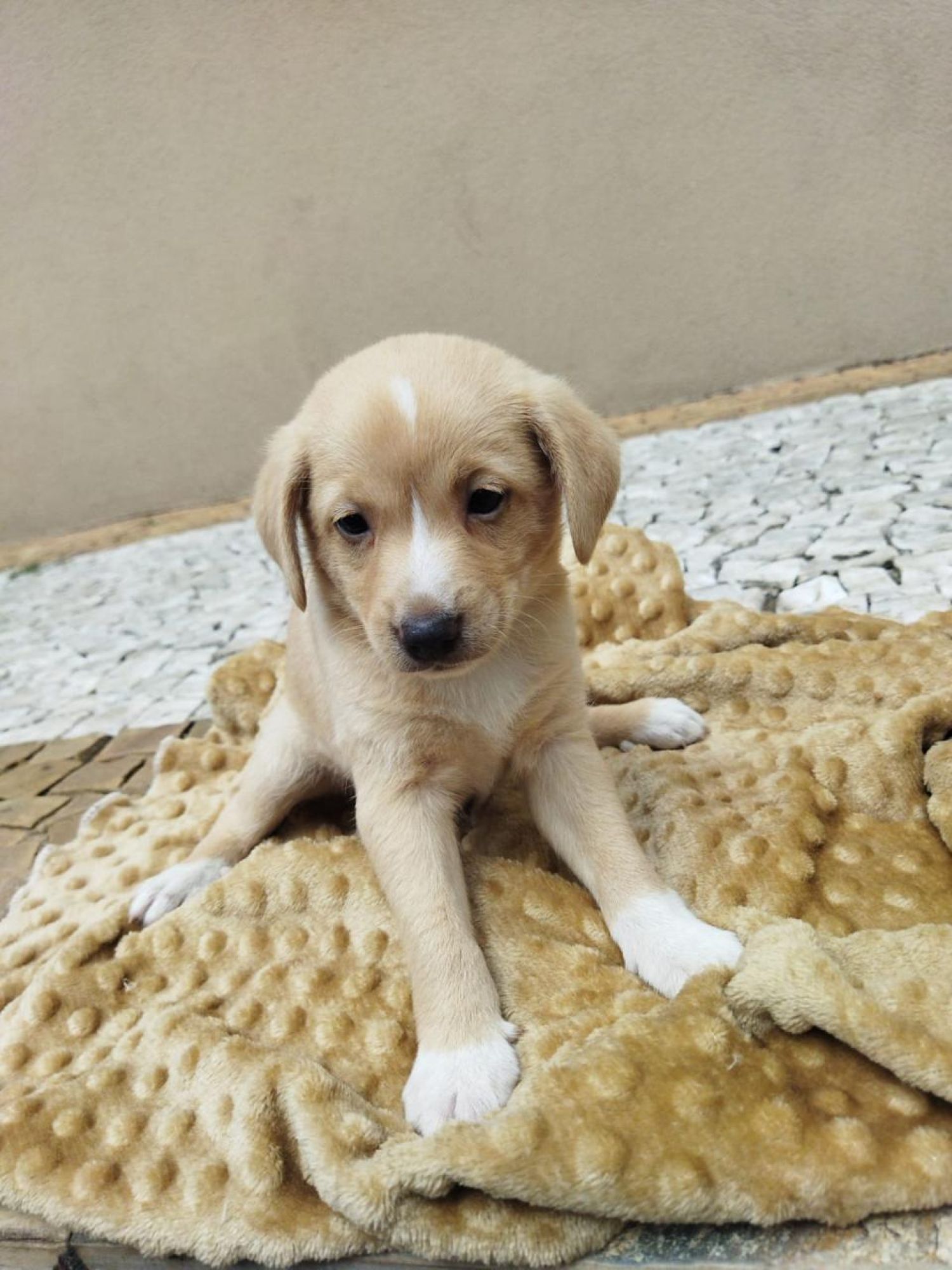 Tivoli tem nova edição do Adote um Pet neste sábado com 5 cães à espera de um novo lar